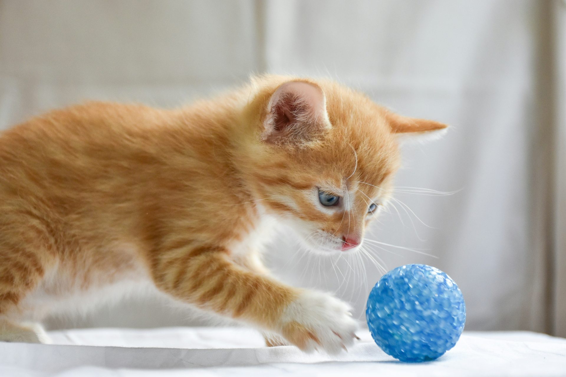 a small kitten playing with a blue ball