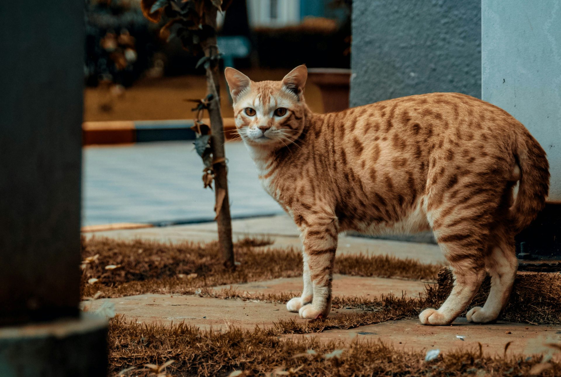 brown tabby cat on brown concrete floor during daytime