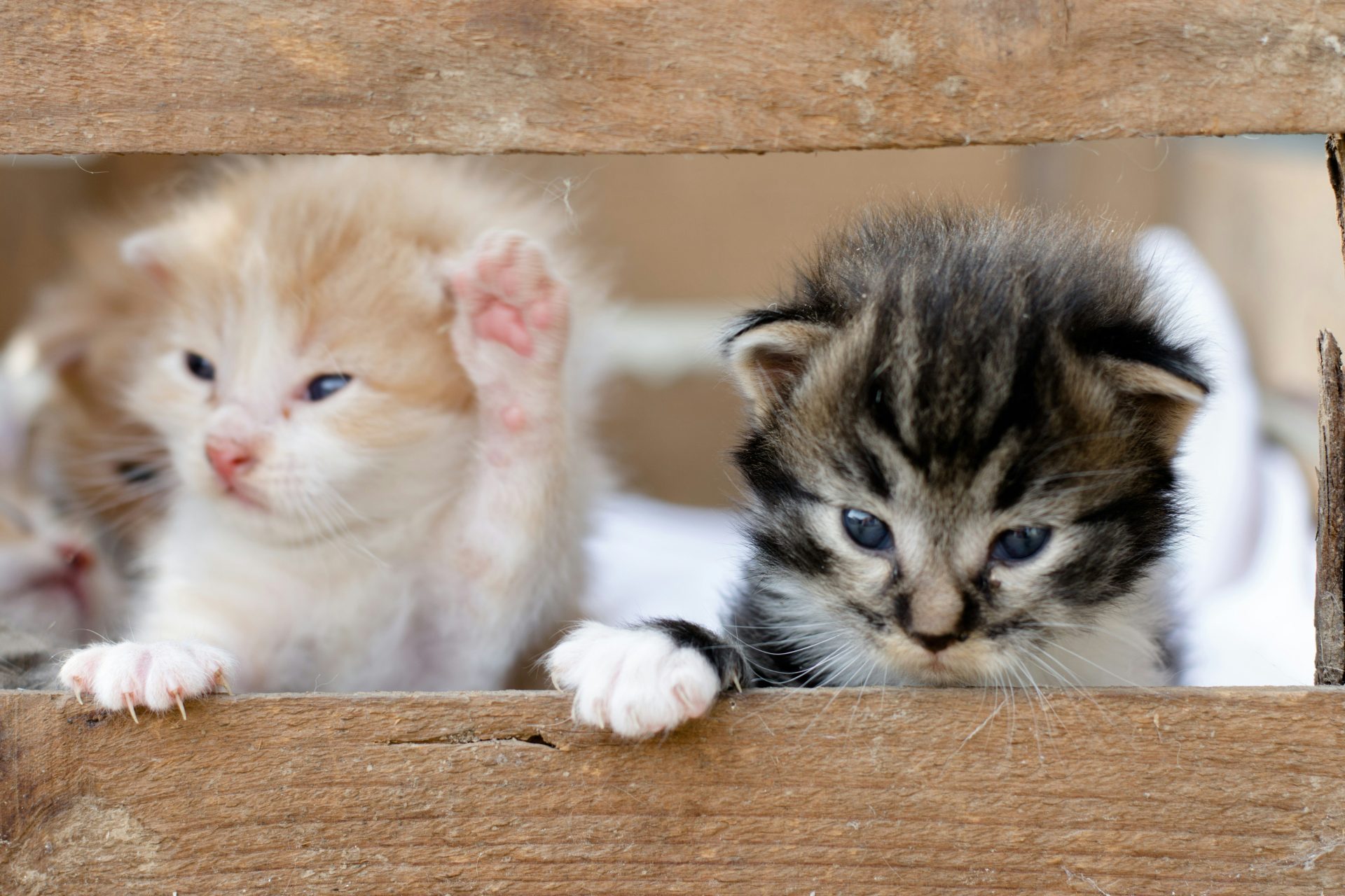 white and brown tabby kitten on brown wooden table